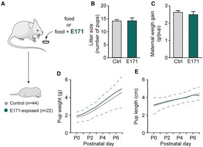 Effect of chronic prenatal exposure to the food additive titanium dioxide E171 on respiratory activity in newborn mice